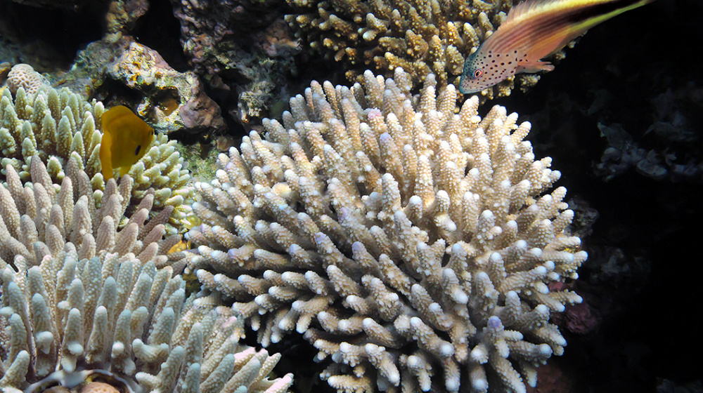 EKOLOGINIS PROJEKTAS CORAL